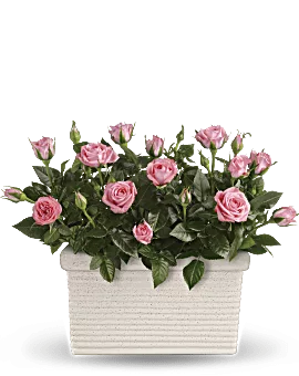 Rose Repose | Roses | Same Day Flower Delivery | Pink | Teleflora