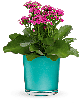 Shimmering Aqua Plant | Mixed Bouquets | Same Day Flower Delivery | Pink | Teleflora