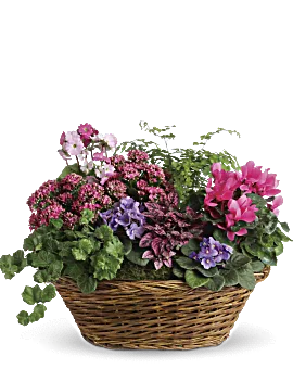 Simply Chic Mixed Plant Basket | Roses | Same Day Flower Delivery | Pink | Teleflora