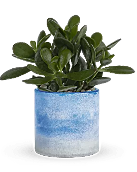 Sky Glass Jade Plant | Mixed Bouquets | Same Day Flower Delivery | Multi-Colored | Teleflora
