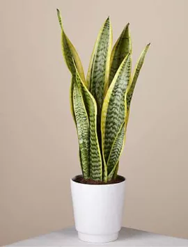 Snake Plant