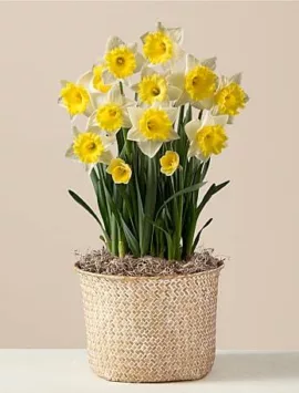 So Golden Daffodil Bulb Garden