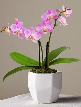 Someone Like You Pink Orchid