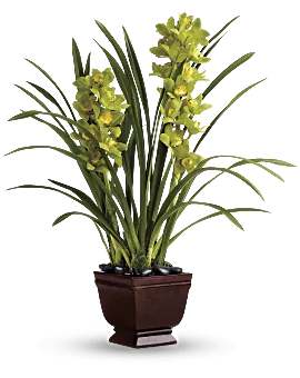 Splendid Orchids | Same Day Flower Delivery | Green | Teleflora