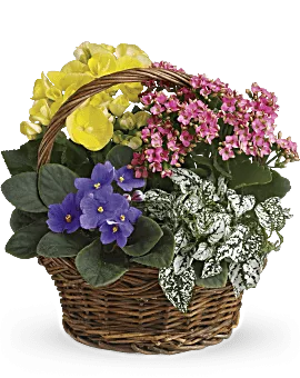 Spring Has Sprung Mixed Basket | Mixed Bouquets | Same Day Flower Delivery | Multi-Colored | Teleflora