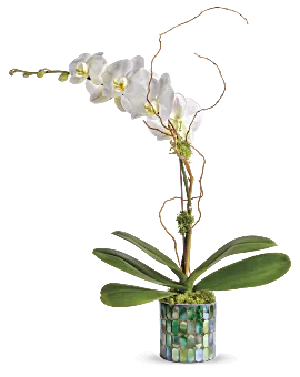Stained Glass Orchid | Orchids | Same Day Flower Delivery | White | Teleflora