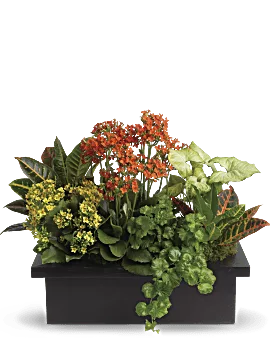 Stylish Plant Assortment | Mixed Bouquets | Same Day Flower Delivery | Multi-Colored | Teleflora