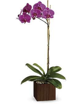 Sublime Orchid | Orchids | Same Day Flower Delivery | Purple | Teleflora