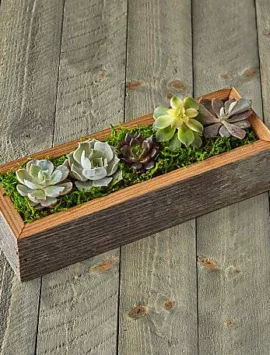 Succulent Garden DIY Kit