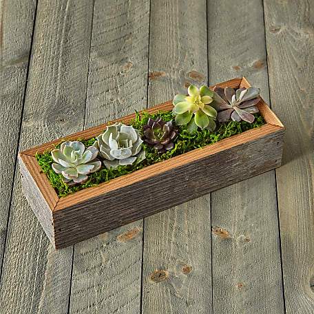 Succulent Garden DIY Kit