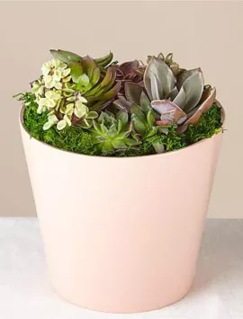 Succulent Garden