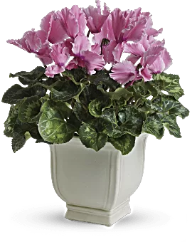 Sunny Cyclamen | Mixed Bouquets | Same Day Flower Delivery | Pink | Teleflora