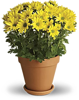 Sweet As A Daisy | Daisies | Same Day Flower Delivery | Yellow | Teleflora