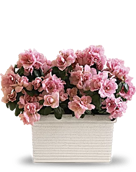 Sweet Azalea Delight | Mixed Bouquets | Same Day Flower Delivery | Pink | Teleflora