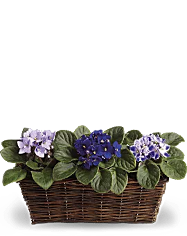 Sweet Violet Trio | Mixed Bouquets | Same Day Flower Delivery | Purple | Teleflora