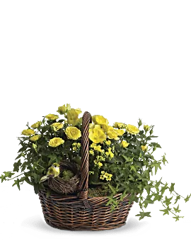 Yellow Trio Basket | Roses | Same Day Flower Delivery | Teleflora