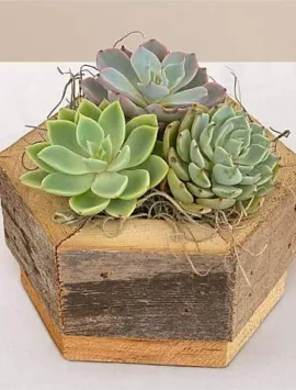 Zen Succulent Hexagon Garden