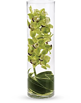 Zensational | Orchids | Same Day Flower Delivery | Green | Teleflora