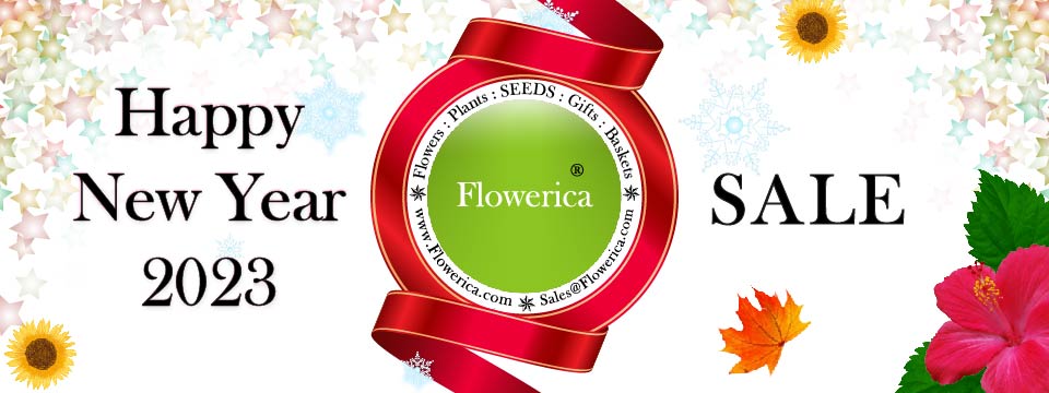 Flowerica Brand Flowers Plants Gifts Baskets Gourmet Treats